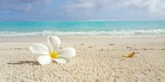 Flowers and Beach